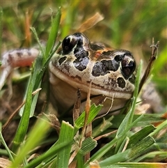 Limnodynastes tasmaniensis (Spotted Grass Frog) at Braidwood, NSW - 31 Oct 2024 by MatthewFrawley