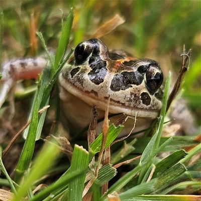 Limnodynastes tasmaniensis (Spotted Grass Frog) at Braidwood, NSW - 31 Oct 2024 by MatthewFrawley