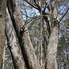 Eucalyptus blakelyi at Rossi, NSW - 31 Oct 2024 by Csteele4