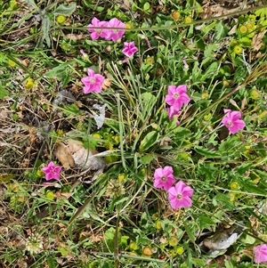 Convolvulus angustissimus subsp. angustissimus at Phillip, ACT - 31 Oct 2024