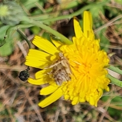 Heliocosma (genus - immature) (A tortrix or leafroller moth) at Phillip, ACT - 31 Oct 2024 by Mike