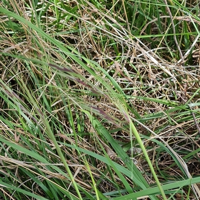 Nassella neesiana (Chilean Needlegrass) at Phillip, ACT - 31 Oct 2024 by Mike