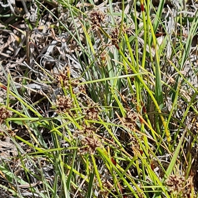 Schoenus apogon (Common Bog Sedge) at Phillip, ACT - 31 Oct 2024 by Mike