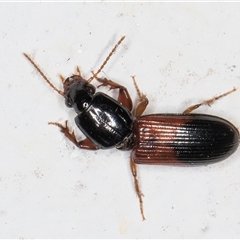 Clivina basalis (A carab beetle) at Melba, ACT - 29 Oct 2024 by kasiaaus