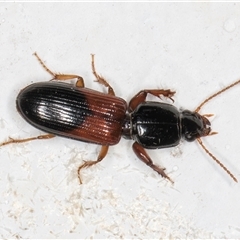 Clivina basalis at Melba, ACT - 29 Oct 2024 08:32 PM