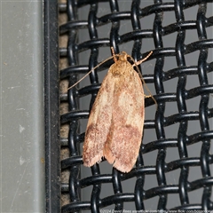 Garrha limbata (A Concealer moth) at Harrison, ACT - 29 Oct 2024 by DPRees125