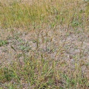 Themeda triandra at Mawson, ACT - 31 Oct 2024 02:43 PM