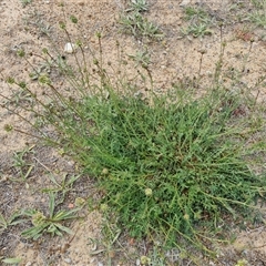 Sanguisorba minor (Salad Burnet, Sheep's Burnet) at Mawson, ACT - 31 Oct 2024 by Mike