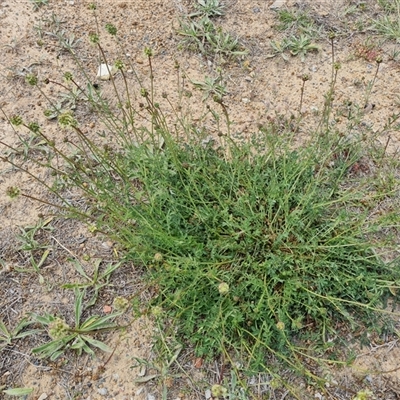 Sanguisorba minor (Salad Burnet, Sheep's Burnet) at Mawson, ACT - 31 Oct 2024 by Mike