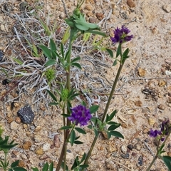 Medicago sativa (Lucerne, Alfalfa) at Mawson, ACT - 31 Oct 2024 by Mike