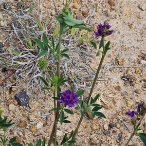 Medicago sativa at Mawson, ACT - 31 Oct 2024