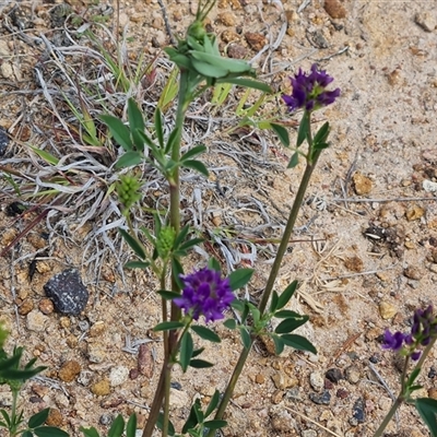 Medicago sativa (Lucerne, Alfalfa) at Mawson, ACT - 31 Oct 2024 by Mike