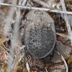 Helea sp. (genus) (A pie-dish beetle) at Hall, ACT - 31 Oct 2024 by Anna123