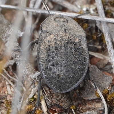 Helea sp. (genus) (A pie-dish beetle) at Hall, ACT - 31 Oct 2024 by Anna123