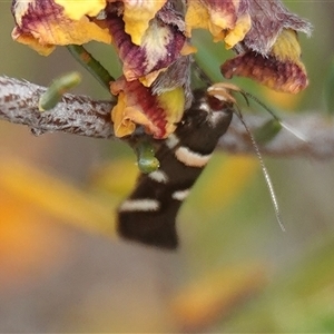 Macrobathra alternatella at Hall, ACT - 31 Oct 2024 11:28 AM