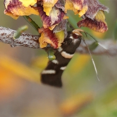 Macrobathra alternatella (A Gelechioid moth) at Hall, ACT - 31 Oct 2024 by Anna123