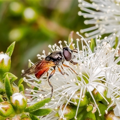 Psilota rubra (Red-tailed hoverfly) at Acton, ACT - 31 Oct 2024 by Roger