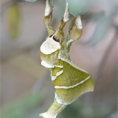 Aenetus ligniveren (Common Splendid Ghost Moth) at Hall, ACT - 30 Oct 2024 by Anna123