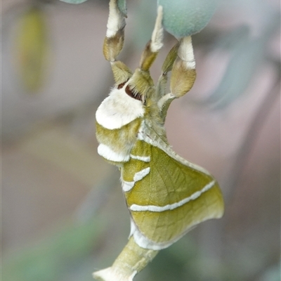 Aenetus ligniveren (Common Splendid Ghost Moth) at Hall, ACT - 30 Oct 2024 by Anna123