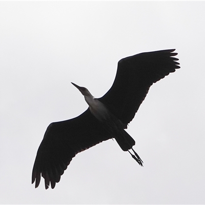 Ardea pacifica (White-necked Heron) at Hall, ACT - 31 Oct 2024 by Anna123