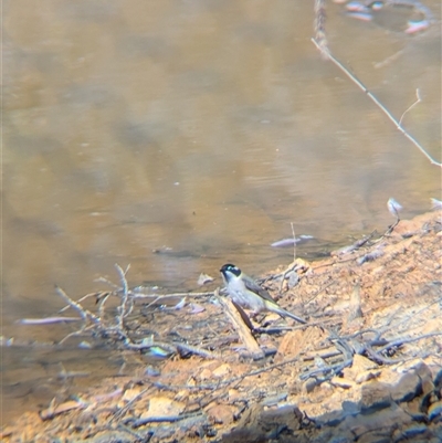 Melithreptus gularis gularis (Black-chinned Honeyeater) at Chiltern, VIC - 29 Oct 2024 by Darcy