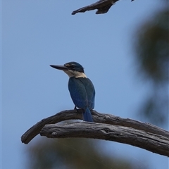 Todiramphus sanctus (Sacred Kingfisher) at Hall, ACT - 31 Oct 2024 by Anna123