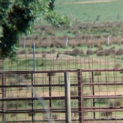 Merops ornatus (Rainbow Bee-eater) at Chiltern, VIC - 28 Oct 2024 by Darcy