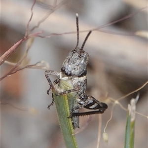 Brachyexarna lobipennis at Hall, ACT - 31 Oct 2024