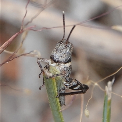 Unidentified Grasshopper, Cricket or Katydid (Orthoptera) at Hall, ACT - 31 Oct 2024 by Anna123