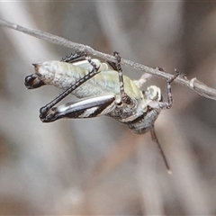 Brachyexarna lobipennis at Hall, ACT - 31 Oct 2024