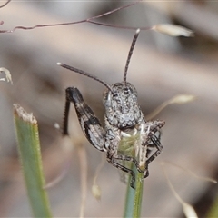 Brachyexarna lobipennis at Hall, ACT - 31 Oct 2024 12:25 PM