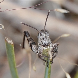 Brachyexarna lobipennis at Hall, ACT - 31 Oct 2024