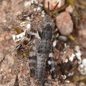 Brachyexarna lobipennis at Hall, ACT - 31 Oct 2024