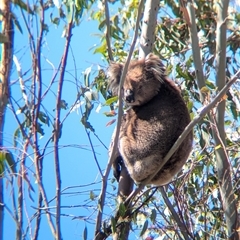 Phascolarctos cinereus (Koala) at Chiltern, VIC - 29 Oct 2024 by Darcy