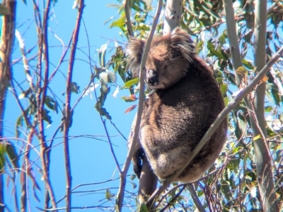 Phascolarctos cinereus (Koala) at Chiltern, VIC - 29 Oct 2024 by Darcy