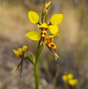 Diuris sulphurea at Forbes Creek, NSW - suppressed