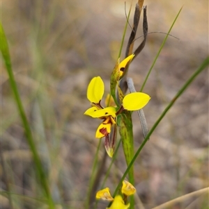 Diuris sulphurea at Forbes Creek, NSW - suppressed