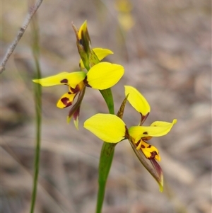 Diuris sulphurea at Forbes Creek, NSW - suppressed