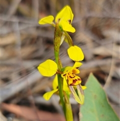 Diuris sulphurea at Forbes Creek, NSW - suppressed