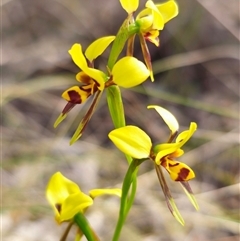 Diuris sulphurea at Forbes Creek, NSW - suppressed