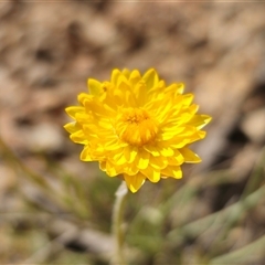 Leucochrysum albicans (Hoary Sunray) at Forbes Creek, NSW - 31 Oct 2024 by Csteele4