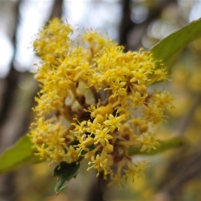 Pomaderris andromedifolia (Yellow Pomaderris) at Forbes Creek, NSW - 31 Oct 2024 by Csteele4