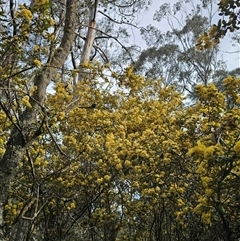 Pomaderris andromedifolia at Forbes Creek, NSW - 31 Oct 2024 04:26 PM