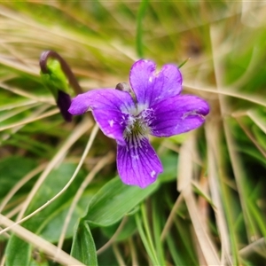 Viola betonicifolia subsp. betonicifolia at Palerang, NSW - 31 Oct 2024