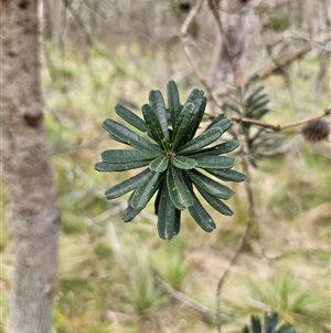 Banksia marginata at Palerang, NSW - 31 Oct 2024