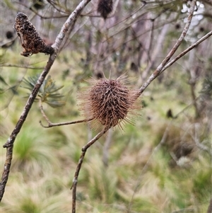 Banksia marginata at Palerang, NSW - 31 Oct 2024