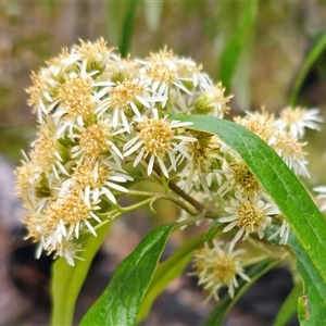 Olearia lirata at Palerang, NSW - 31 Oct 2024