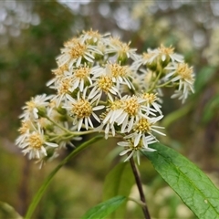 Olearia lirata at Palerang, NSW - 31 Oct 2024