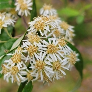 Olearia lirata at Palerang, NSW - 31 Oct 2024