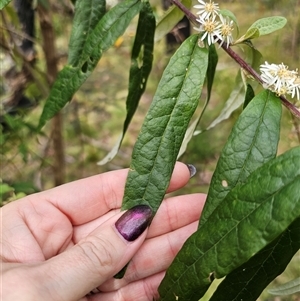 Olearia lirata at Palerang, NSW - 31 Oct 2024